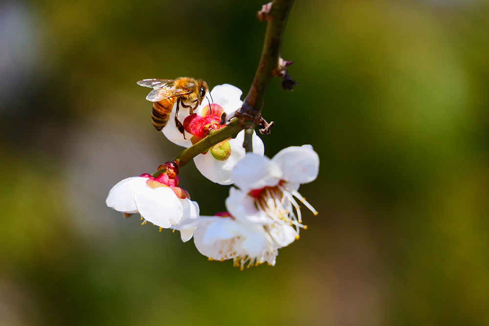 2018 03 24 진달래 매화 개나리