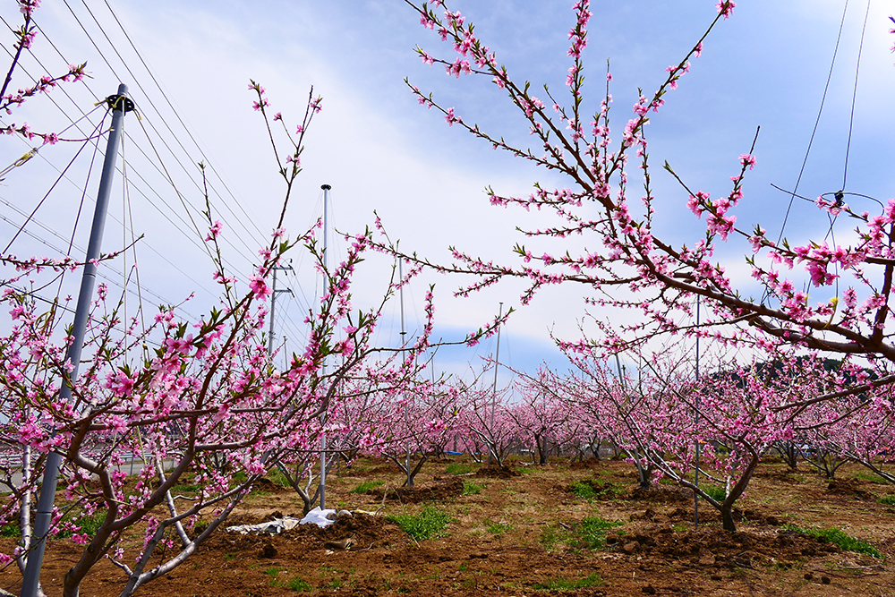 2018 04 09 복숭아꽃