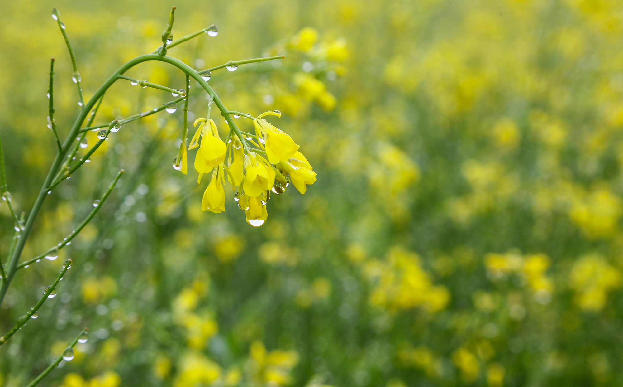 2018 05 08 유채꽃
